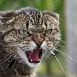 Declawed cats are seven times more likely to pee in inappropriate places