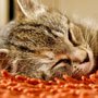 Feline Diabetes caused by fire-retardants in carpets, curtains and upholstery