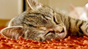 Feline Diabetes caused by fire-retardants in carpets, curtains and upholstery