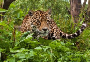 How do Jaguars adapt to the rainforest?