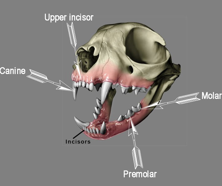 Image showing the teeth of a cat including the canines