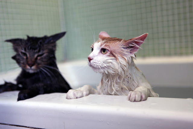 Is it bad to give your cat a bath?