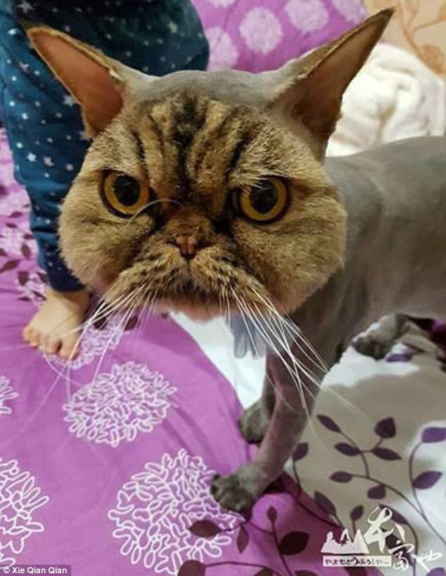Persian cat completely shaved except for his face