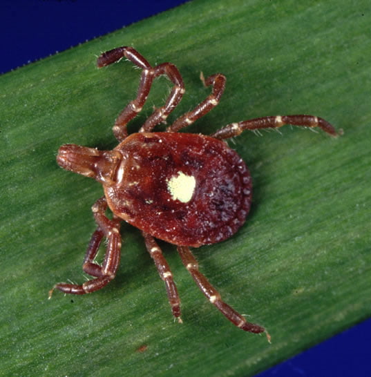 The lone star tick which carries the parasite from bobcat to domestic cat which kills the domestic cat very quickly.