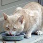 What is the best diet for a diabetic cat?