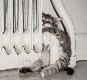 What room temperature do cats prefer?