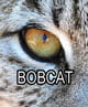 why do wild cats have round pupils
