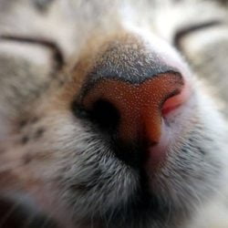 Should cats have wet noses?