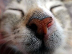 Should cats have wet noses?