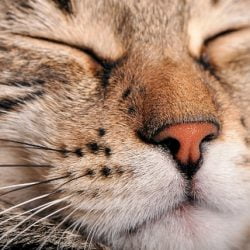 Should cats have wet noses?
