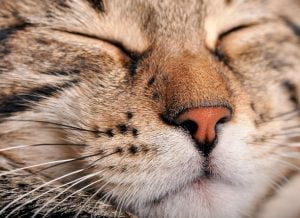Should cats have wet noses?