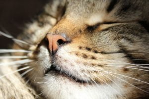 Should cats have wet noses?