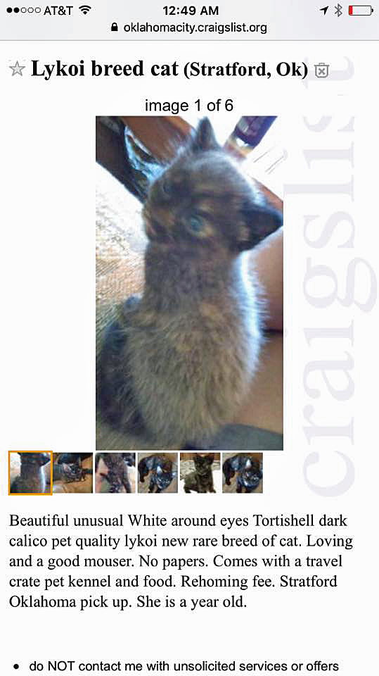 Watch out for the Lykoi cat scam on Graigslist