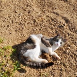 Why do cats roll in dirt?