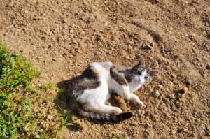 Why do cats roll in dirt?