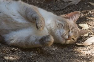 Why do cats roll in dirt?