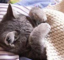 Cat Flu Facts For Kids