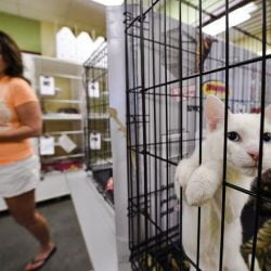 First amendment and animal shelters