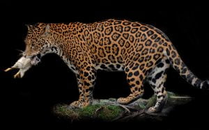 How much do jaguars eat? - Photo by Steve Wilson
