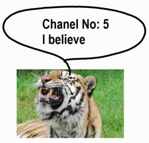 Amur Tiger Loves Chanel Perfume