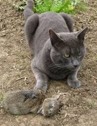 Would a cat attack a rabbit?