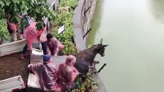 Live Donkey Is Fed to Tigers at a Zoo in China