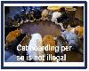Is cat hoarding illegal?