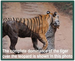 Tigers versus leopards
