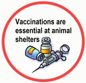 Vaccinations are essential at animal shelters