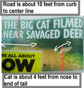 Why brit big cat that eats bambi is a tabby moggy