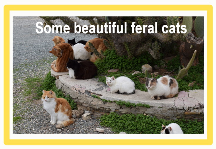 Are feral cats a human health hazard?