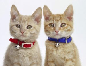Brother and sister cats - who is the more affectionate?