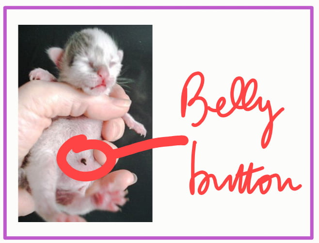Do cats have belly buttons?