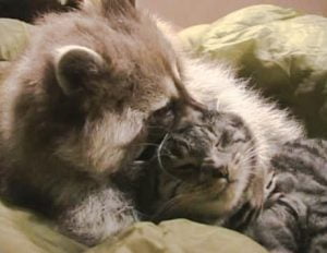 Raccoon and Cat. Are raccoons smarter than cats?