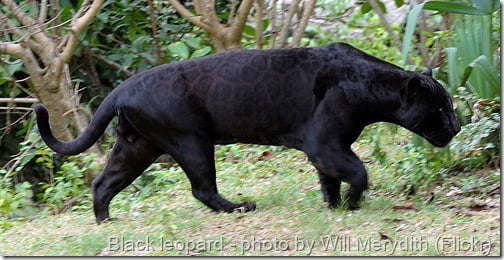 At least 150 black panthers at large in Britain!