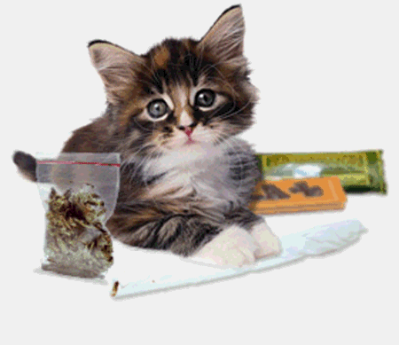 Cannabis for cats