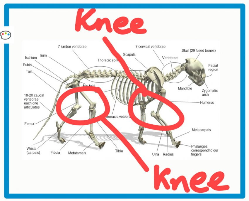 Do cats have knees?