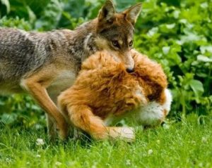 Do coyotes eat cats?