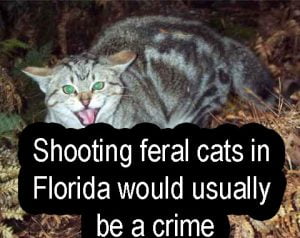 Shooting feral cats in Florida would usually be a crime