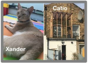 Abyssinian cat stolen after catio ordered to be removed