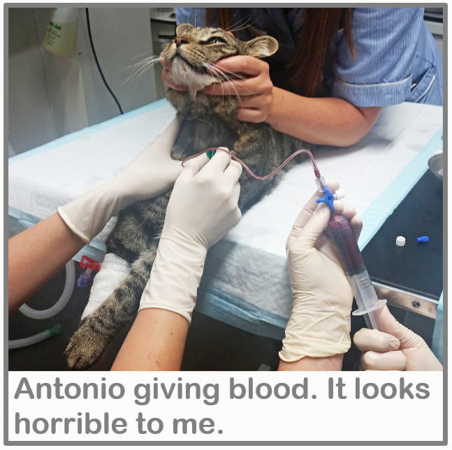 Cat giving blood