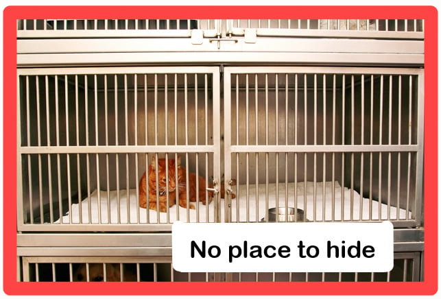 Cats need places to hide in shelter cages