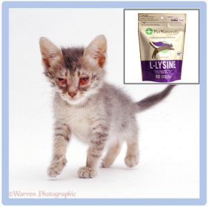 Does L-lysine help cure cat flu?