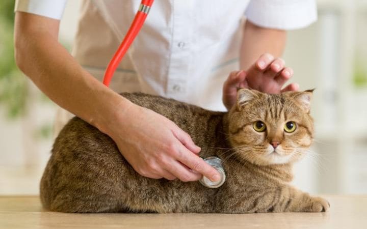 Japanese woman could be first to die from tick disease caught from infected cat