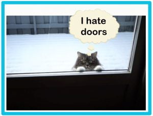 Cats hate doors