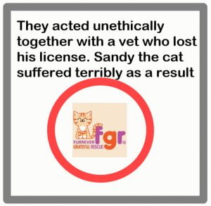 Animal rescue unethically used terminally ill cat for fundraising