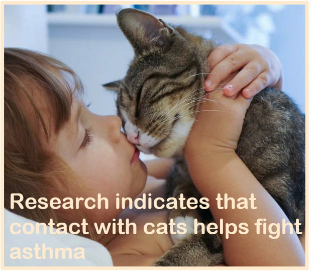 Contact with cats in childhood helps combat asthma