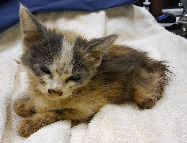 Kitten rescued from house of abandoned cats and kittens