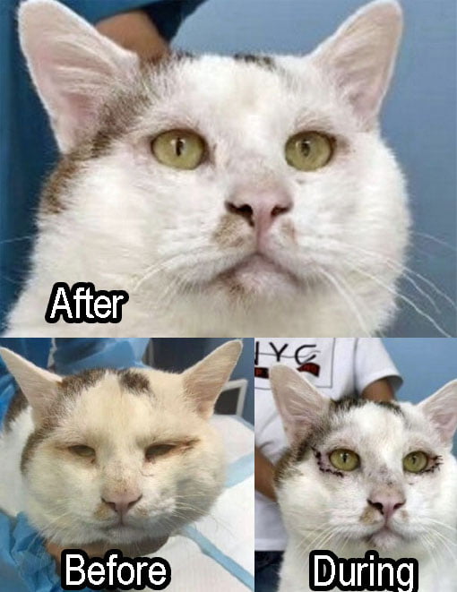 Surgery for feline entropion in China