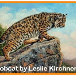 Bobcat by Leslie Kirchner